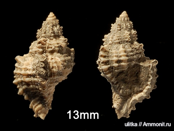 Muricidae, Восточный Паратетис