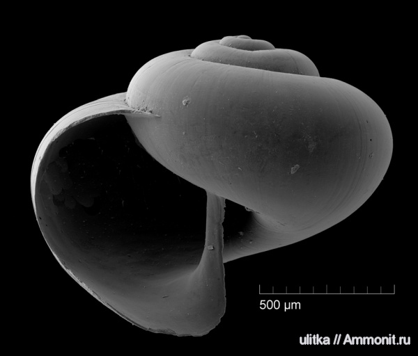 Чокрак, Limacina, птероподы