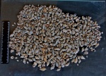 Крупные чокракские гастроподы из песчаной пачки