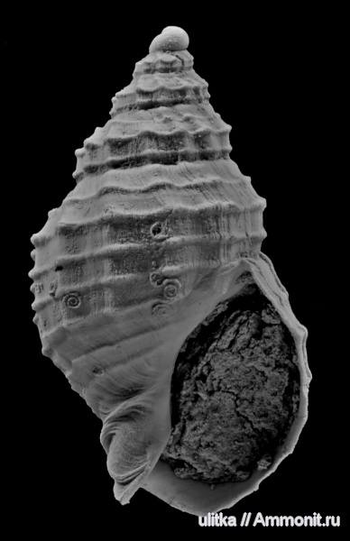 Адыгея, сармат, Nassariidae, Akburunella