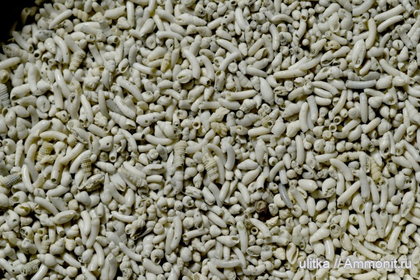 неоген, Чокрак, Caecum banoni, Caecum