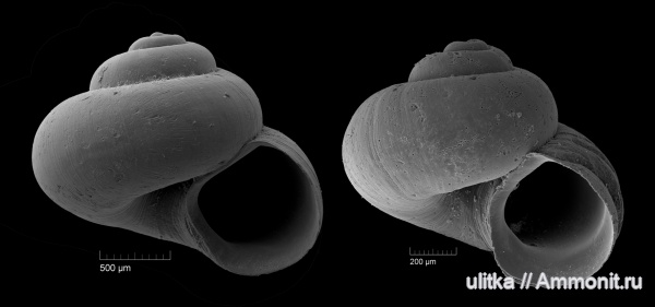 неоген, миоцен