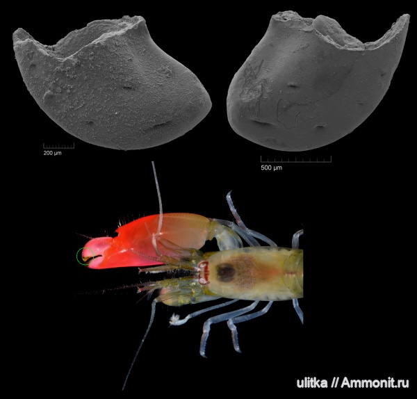 неоген, миоцен, Адыгея, креветки, Чокрак