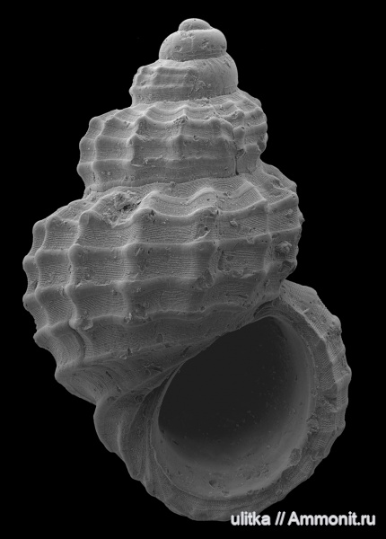 неоген, Rissoidae, тархан, Alvania