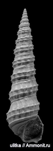 неоген, миоцен, Bittium, Чокрак