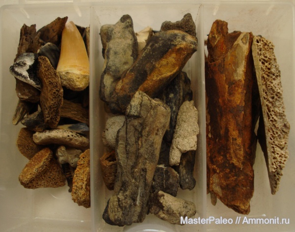 зубы, кости, Киев, teeth