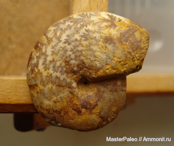 аммониты, Крым, Ammonites