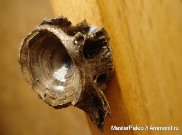 рыбы, Киев, fish