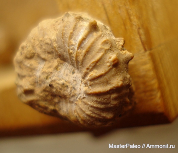 аммониты, Крым, Ammonites