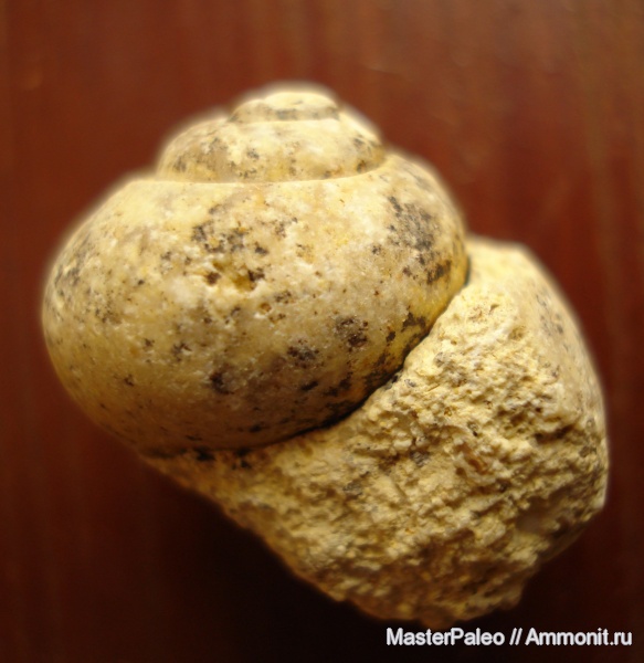 гастроподы, Крым