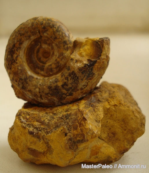 аммониты, Крым, Ammonites