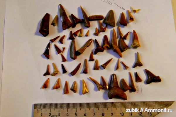 зубы, ископаемые, teeth