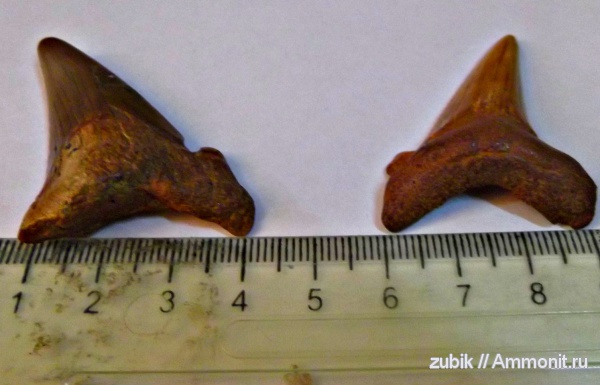 зубы, ископаемые, teeth