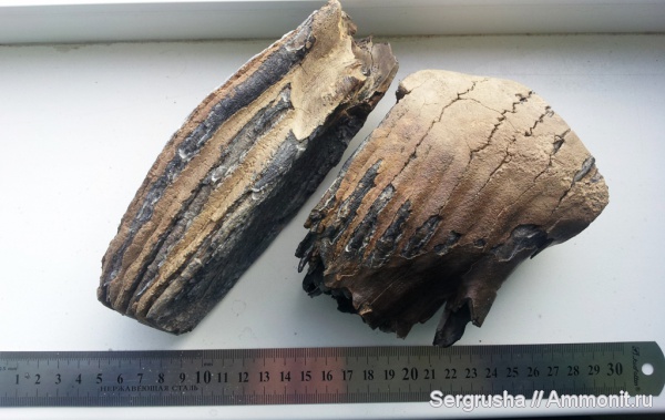 зубы, мамонты, Украина, teeth