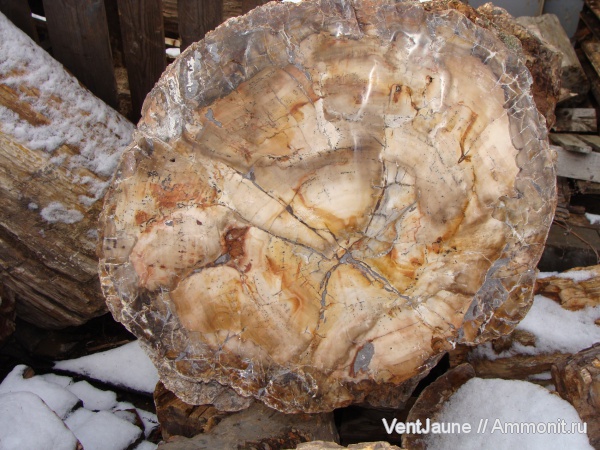 окаменелости, триас, мезозой, Мадагаскар, Fossils, Triassic