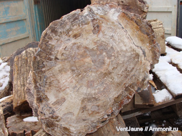 окаменелости, триас, мезозой, Мадагаскар, Fossils, Triassic