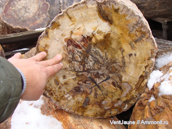 окаменелости, триас, мезозой, Мадагаскар, Fossils, Triassic