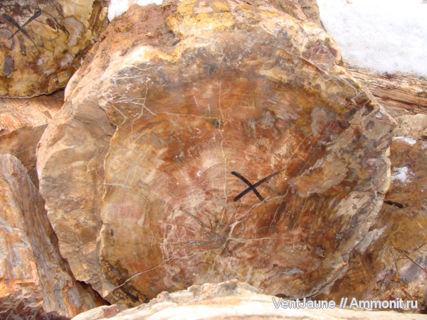 окаменелости, триас, мезозой, Мадагаскар, Fossils, Triassic