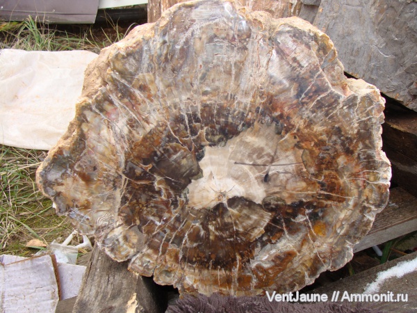 окаменелости, триас, мезозой, Мадагаскар, Fossils, Triassic