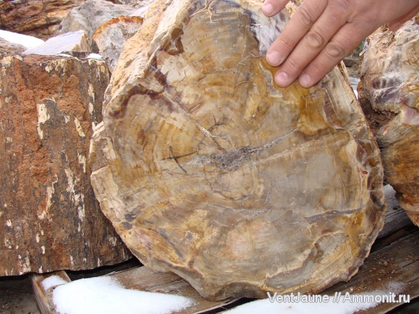 окаменелости, триас, мезозой, Мадагаскар, Fossils, Triassic