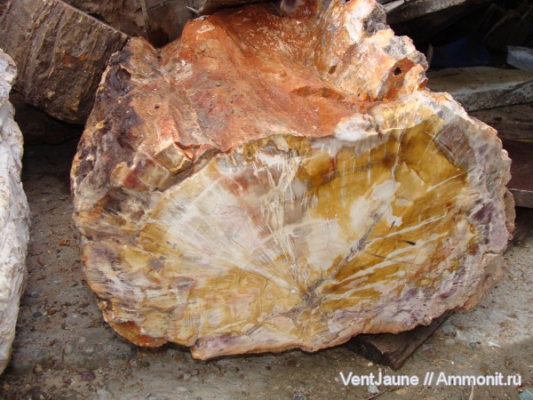 окаменелости, триас, мезозой, Мадагаскар, Fossils, Triassic