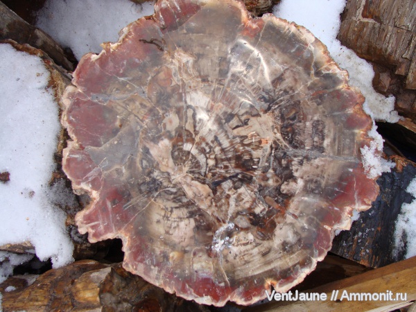 окаменелости, триас, мезозой, Мадагаскар, Fossils, Triassic