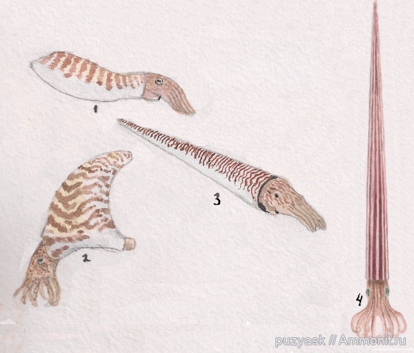 палеоарт, Nautiloidea, Orthocerida, Discosorida, Endocerida, Ascocerida