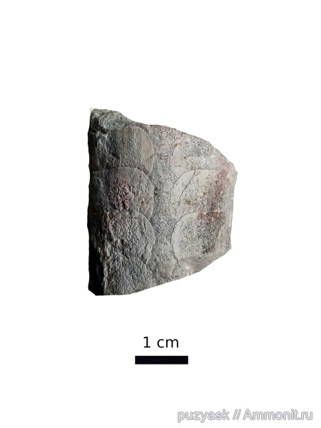 ордовик, головоногие моллюски, Ленинградская область, Endocerida, dideroceras