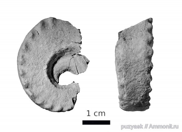 пермь, головоногие моллюски, Башкирия, Nautilida, Mosquoceras