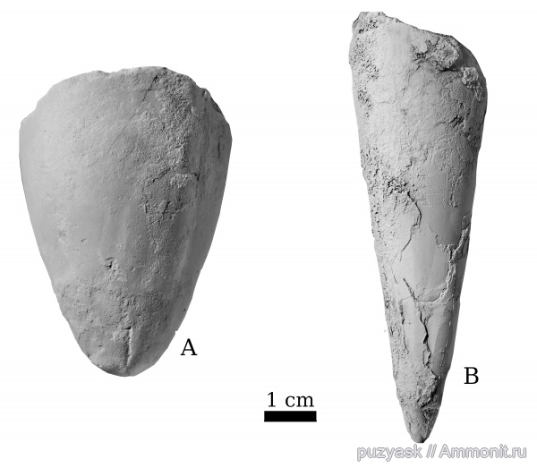 пермь, головоногие моллюски, Башкирия, Nautilida, Dentoceras, Toxeumophorida, Xenoconchia, Pseudotoxeuma