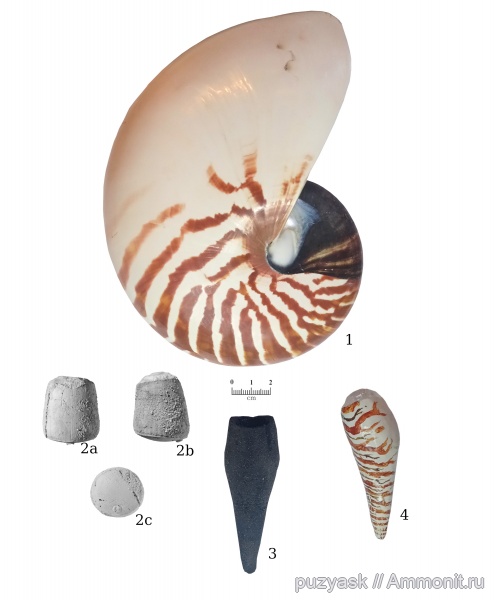 головоногие моллюски, палеоарт, Nautiloidea, лебедянский горизонт, Aipetoceras