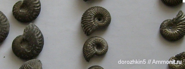 Аммониты Кубани