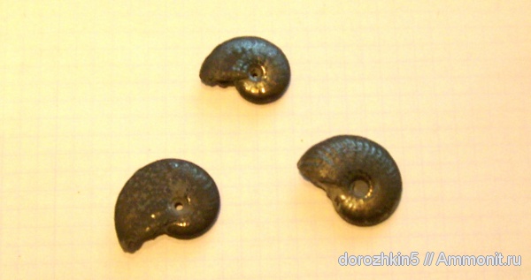 нижний мел, нижний апт, р. Кубань, Lower Cretaceous