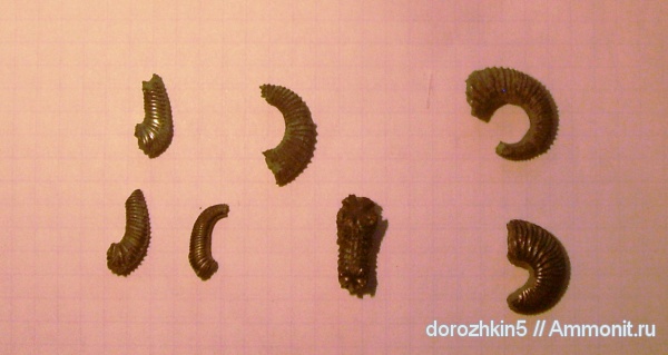 нижний мел, нижний апт, Lower Cretaceous