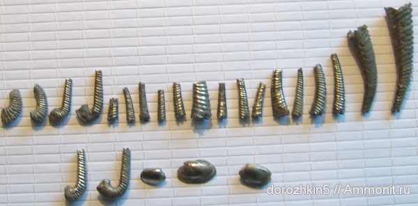 аммониты, мел, гетероморфные аммониты, Ammonites, Cretaceous, heteromorph ammonites