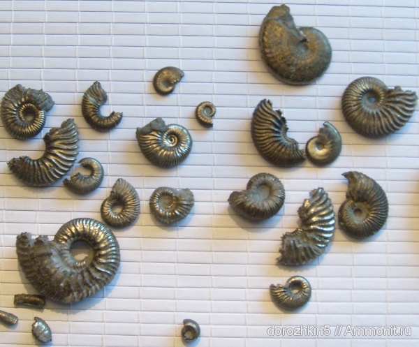 аммониты, нижний мел, Ammonites, нижний апт, Lower Cretaceous