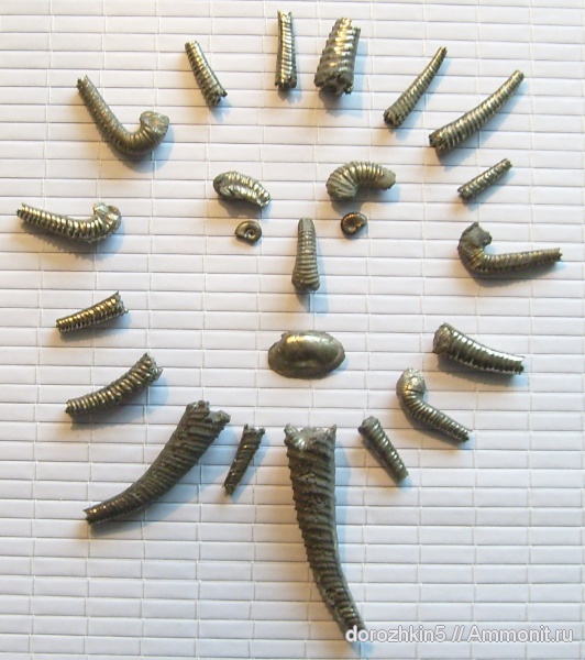 аммониты, мел, гетероморфные аммониты, Ammonites, Cretaceous, heteromorph ammonites