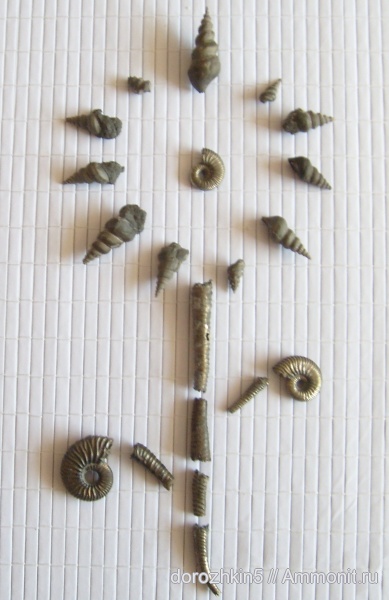 гастроподы, мел, Cretaceous