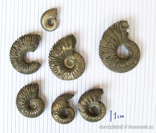 аммониты, мел, апт, Ammonites, Aptian, Cretaceous