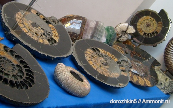 аммониты, Ammonites