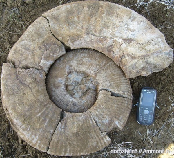 аммониты, Ammonites
