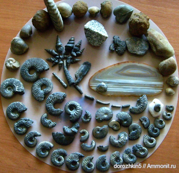 аммониты, гастроподы, мел, Ammonites, Cretaceous