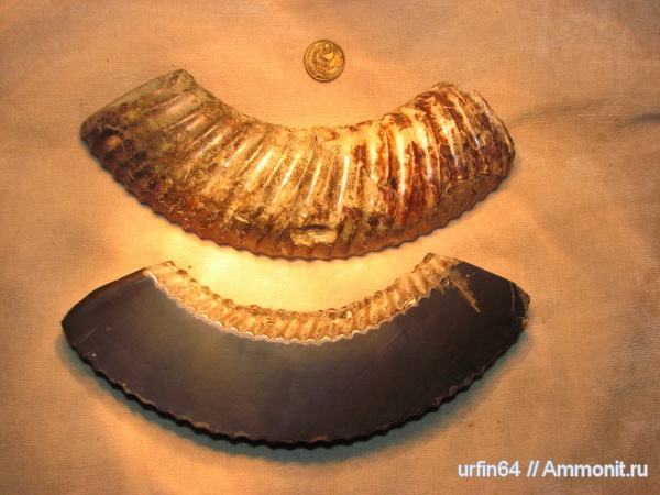 Speetoniceras, Hauterivian