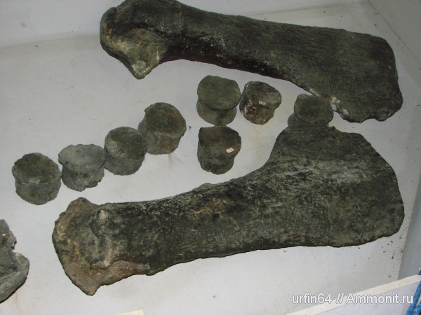 музеи, плечевая кость, проподий