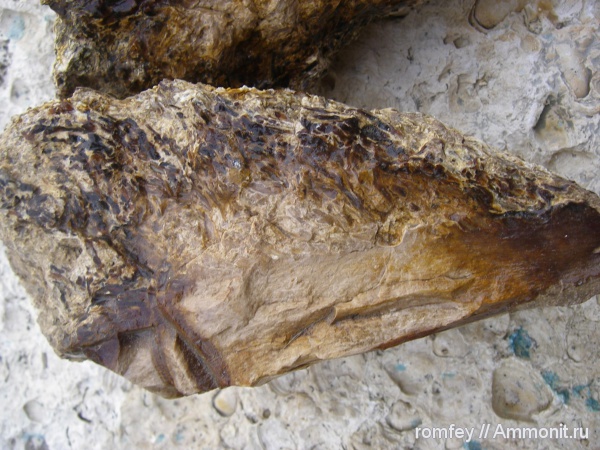 окаменевшее дерево, Болгария, Родопи планина, Родопы