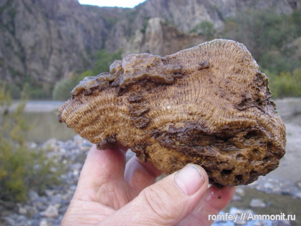 кораллы, Болгария, Родопи планина, Родопы