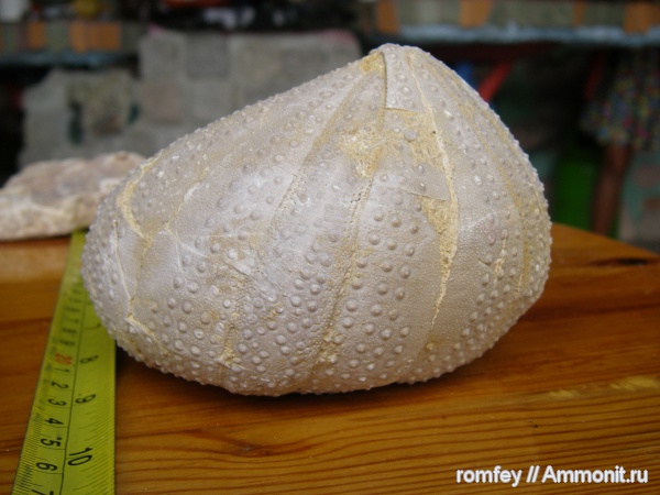 морские ежи, иглокожие, Болгария, Triplacidia vandenheckei, Triplacidia