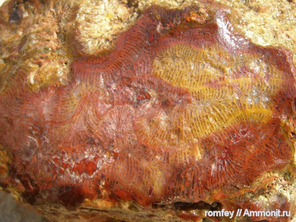 кораллы, Болгария, Scleractinia, Родопи планина, Родопы