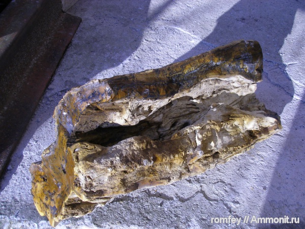 окаменевшее дерево, опализированная древесина, Болгария, вкаменело дърво