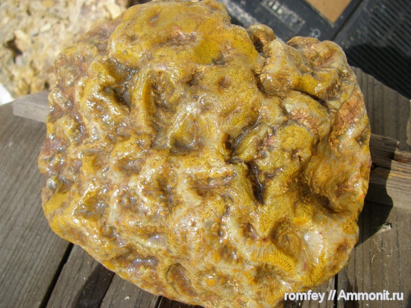 кораллы, Болгария, Scleractinia, Родопи планина, Родопы